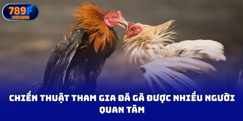 Chiến thuật tham gia đá gà được nhiều người quan tâm
