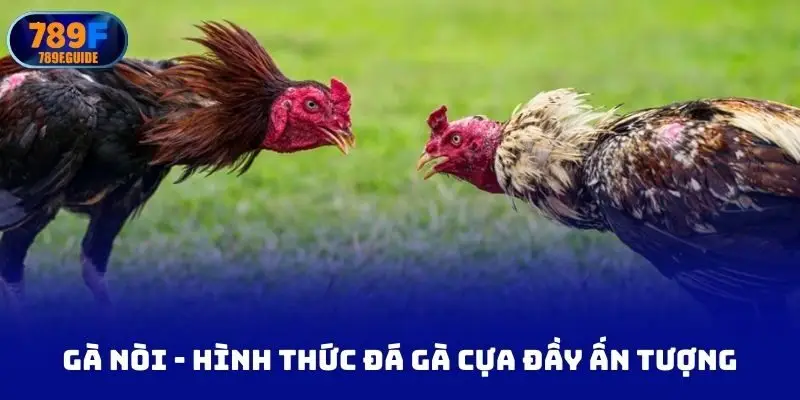 Gà nòi - hình thức đá gà cựa dao đầy ấn tượng nên tham gia